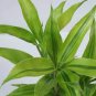 50 Seeds Lucky Bamboo Choose Potted Bonsai Variety Complete Dracaena Plant