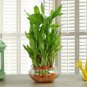 50 Seeds Lucky Bamboo Green Indoor Plants