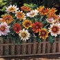 5 Seeds Lucky Gazania splendens Mixed Flowers