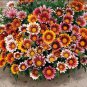5 Seeds Lucky Gazania splendens Mixed Flowers