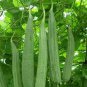 30 Seeds Luffa Gourd, Sponge Loofa Or Patola