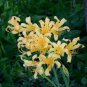 15 Seeds Lycoris Radiata Orange Yellow Manjusaka Flowers Perennial