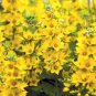100 Seeds Lysimachia Punctata Perennial