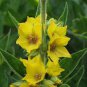 100 Seeds Lysimachia Punctata Perennial