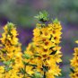 100 Seeds Lysimachia Punctata Perennial