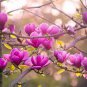 100 Seeds Magnolia Garden Plants Mixed Pink Purple Dark Purple Orange Colors