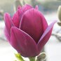 100 Seeds Magnolia Garden Plants Mixed Pink Purple Dark Purple Orange Colors