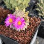 10 Seeds Mammillaria Hernandezii Rare Cactus Succulent