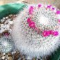 10 Seeds MAMMILLARIA matudae Rare Cactus Succulent Plants