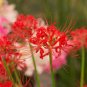 200 Seeds manjusaka mandarava Beautiful Flower Planting Potted