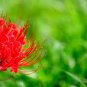 200 Seeds manjusaka mandarava Beautiful Flower Planting Potted