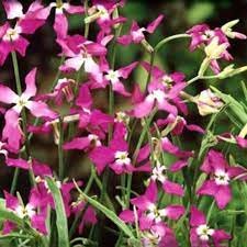 200 Seeds Matthiola Perfume Night Scented Plants Bonsai Violet Flowers