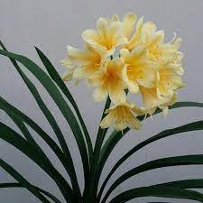 2 Seed Medium Flower Real Bowl clivia pots Bonsai Garden Blooming Plants