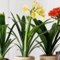2 Seed Medium Flower Real Bowl clivia pots Bonsai Garden Blooming Plants