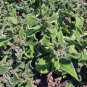 100 Seeds Mesembryanthemum Crystallinum