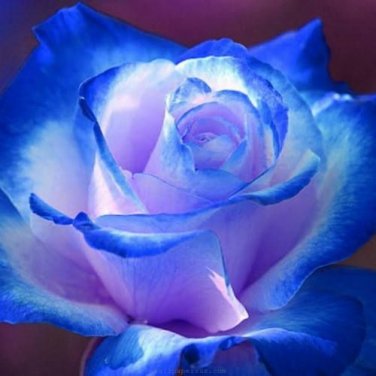 100 Seeds Midenight Rose Seeds Light Purple Light Blue Double Flowers Big Blooms Fragrant