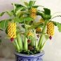 100 Seeds Mini Banana Bonsai Fruit