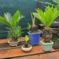 10 Seeds MiNI Blue Sago Cycas Bonsai Revolute Plant Bonsai