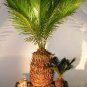 10 Seeds MiNI Blue Sago Cycas Bonsai Revolute Plant Bonsai