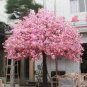 10 Seeds Mini Bonsai Sakura Flower Seeds - Water Pink Flowers