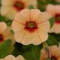 100 Seeds Mini Calibrchoa Million Bells Annual Flower Bonsai