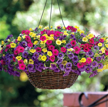 100 Seeds Mini Calibrchoa Million Bells Annual Flower Bonsai Vary Colors