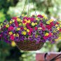 100 Seeds Mini Calibrchoa Million Bells Annual Flower Bonsai Vary Colors