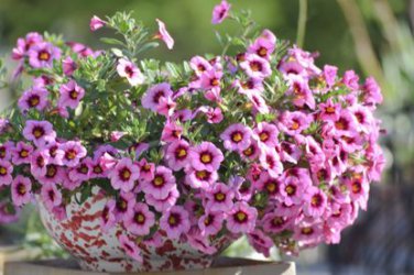100 Seeds Mini Calibrchoa Million Bells Petunia