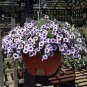 100 Seeds Mini Calibrchoa Million Bells Petunia