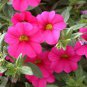 100 Seedsf Mini Calibrchoa Million Bells Petunia