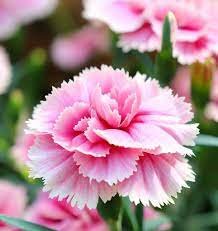 50 Seeds Mini Carnations Balcony Potted Plants Dianthus Caryophyllus