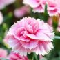 50 Seeds Mini Carnations Balcony Potted Plants Dianthus Caryophyllus