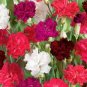 50 Seeds Mini Carnations Balcony Potted Plants Dianthus Caryophyllus