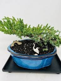 50 Seeds Mini Juniper Bonsai Tree Seeds Office Bonsai Purify
