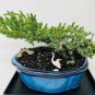 50 Seeds Mini Juniper Bonsai Tree Seeds Office Bonsai Purify