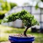 50 Seeds Mini Juniper Bonsai Tree Seeds Office Bonsai Purify