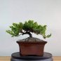 50 Seeds Mini Juniper Bonsai Tree Seeds Office Bonsai Purify
