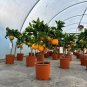 30 Seeds Mini Orange Tree