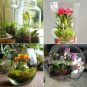 100 Seeds Mini Orchid Mixed Rose Red Purple Orange White Flowers