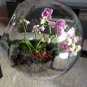 100 Seeds Mini Orchid Mixed Rose Red Purple Orange White Flowers