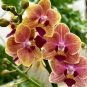 100 Seeds Mini Phalaenopsis Flower Whitish Brown Color with Redish Orange Tongue