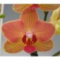 100 Seeds Mini Phalaenopsis Flower Whitish Brown Color with Redish Orange Tongue