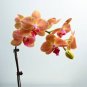 100 Seeds Mini Phalaenopsis Flower Whitish Brown Color with Redish Orange Tongue