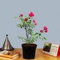 100 Seeds Mini Seed Orchid Rose Red Flowers