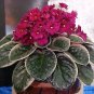 100 Seeds Mini Violet Beautiful Bonsai Flower