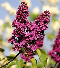 100 Seedss Mini Violet Beautiful Bonsai Flower