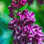 100 Seedss Mini Violet Beautiful Bonsai Flower