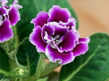 50 Seeds Mini Violet Bonsai Rainbow Flower Plants Rare African Perennial Herb Indoor Flowers