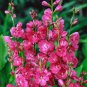 200 Seeds Miniature Hollyhock Flower Bonsai Plant