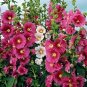 200 Seedsf Miniature Hollyhock Flower Bonsai Plant
